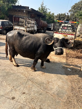 થંબનેલ 2