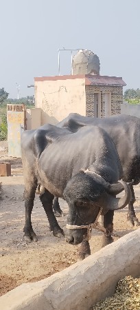 વેચવાનું છે