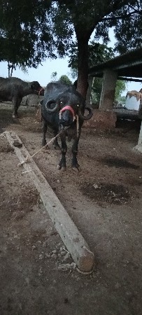 પેલાં વેતર ની ખડેલી