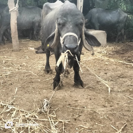 ભૅસ વેચવાની છે