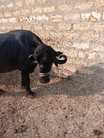 ભેંસ વેચવાની છે બીજુ વેતર