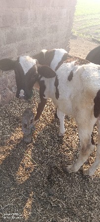 थंबनेल 3