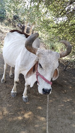 ગાય વેચવાની છે