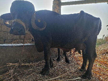 ભેસ વેશવાની ની છે