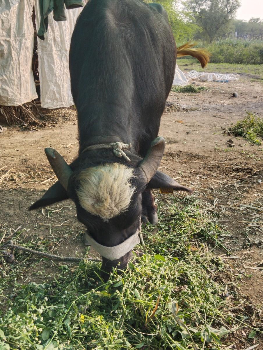 थंबनेल 2