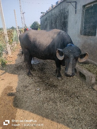 ભેંસ વેચવાની છે