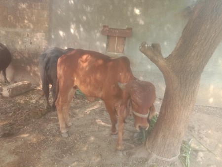 થંબનેલ 3