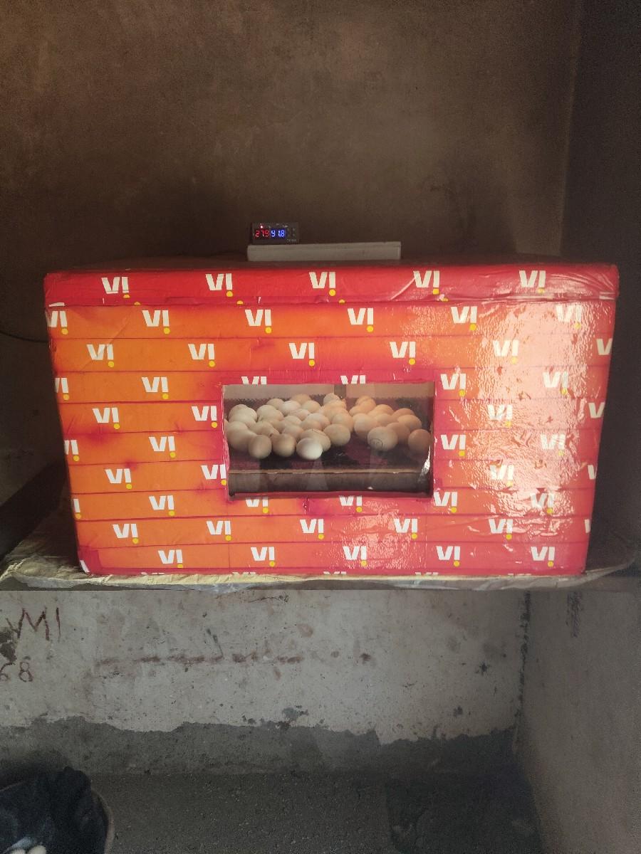 थंबनेल 2