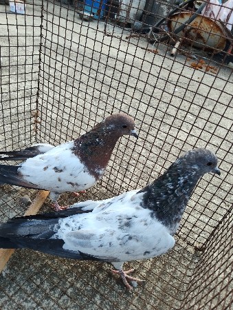 લાલ મારવાડા કરી આઇખ ના