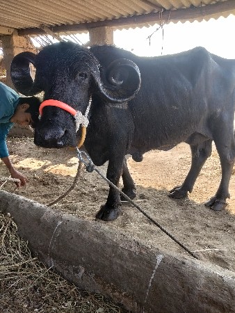 थंबनेल 3