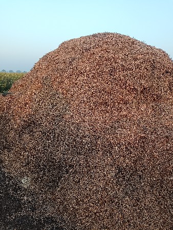 માંડવી નો ચારો