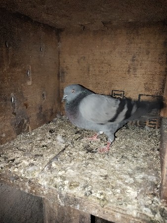 थंबनेल 3