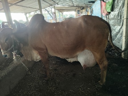 थंबनेल 2