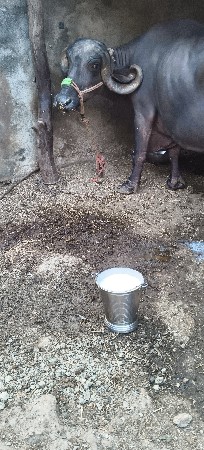 અભેસ વેચવાની છે ગામ વડાળા