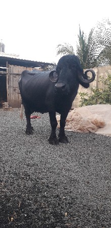 ભેંસ વેચવાની છે.🐃