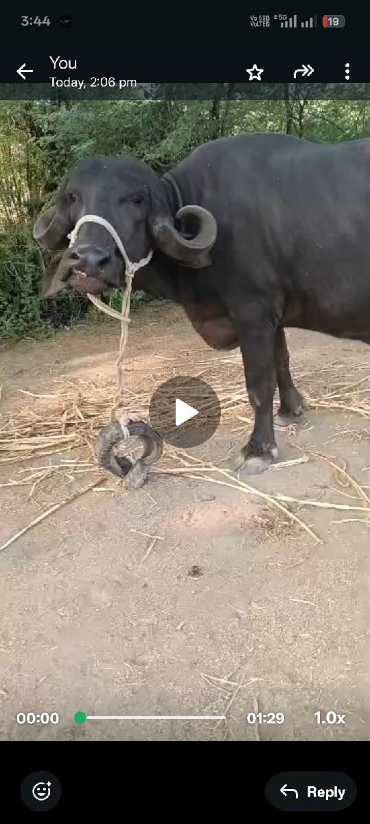 pahla vetan akheda se charda De