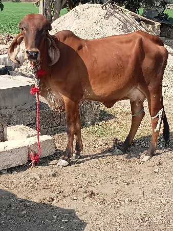 4 ગીર ગાય વેચવાની છે