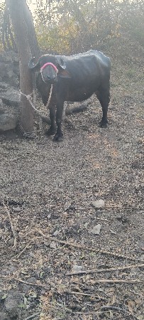 थंबनेल 4