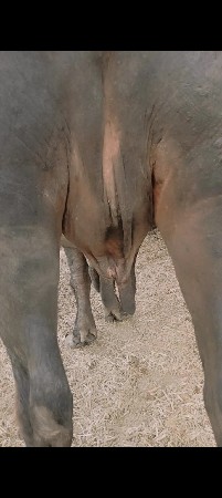 બીજા વેતરની ખડેલી.છે