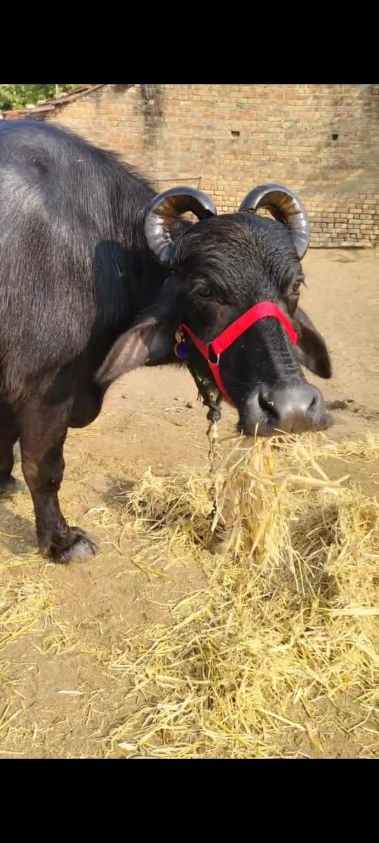 વેચવાની સે 3 વેતર