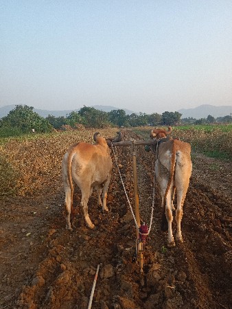 બળદ વેચવાના છે