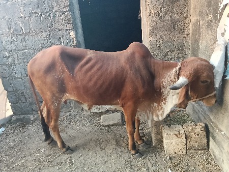 થંબનેલ 3