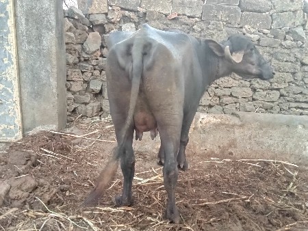 थंबनेल 2