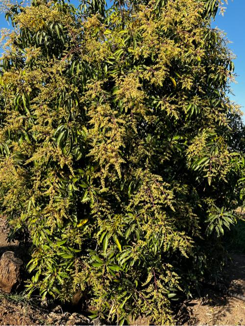 કેરી નો બગીચો