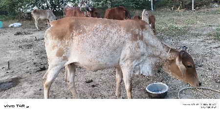 થંબનેલ 3