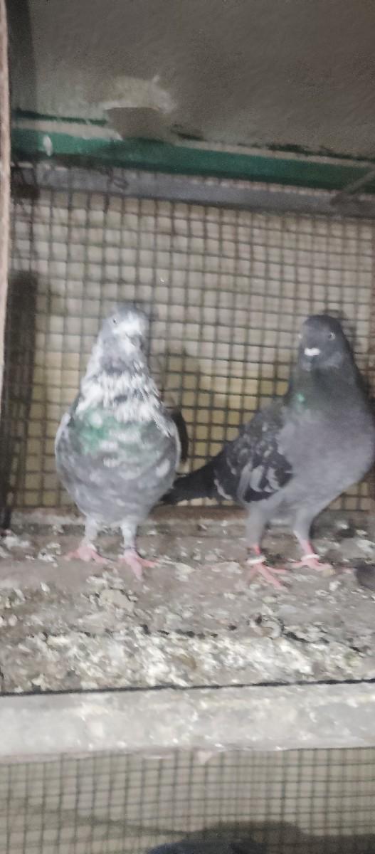 थंबनेल 3