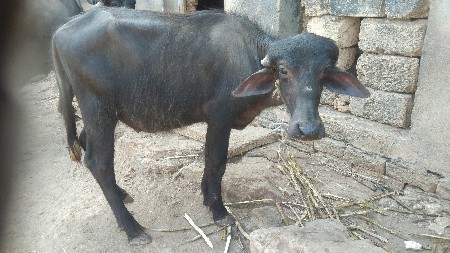 थंबनेल 2