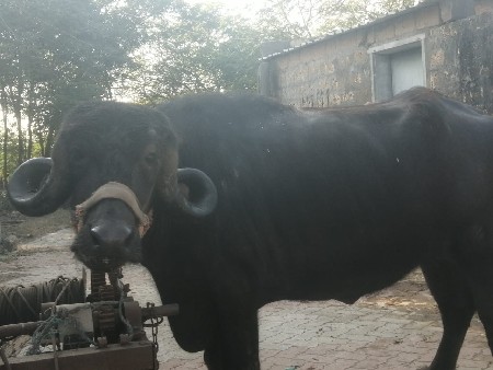 અમિત રાઠોડ