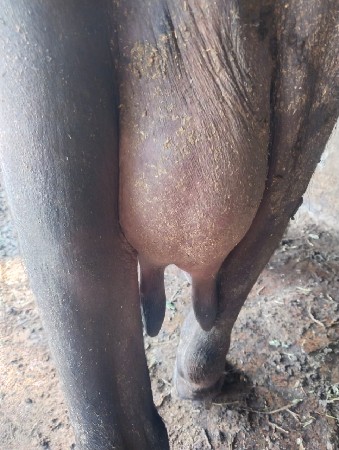 ભેસ વેચવા ની છે