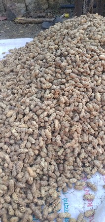 9 નંબર અને 39 નંબર માંડવી બિયારણ