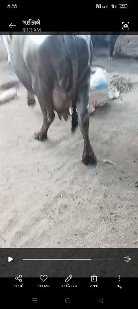 थंबनेल 2