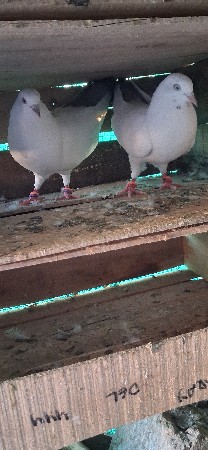 थंबनेल 2