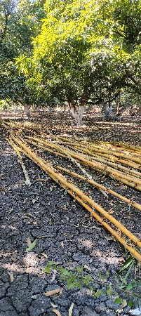 વાસ / બમ્બુ