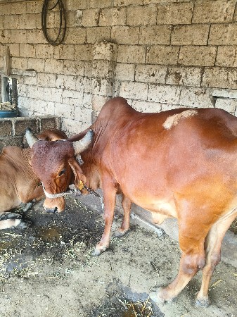 ગાય વેચવાની છે ગીર