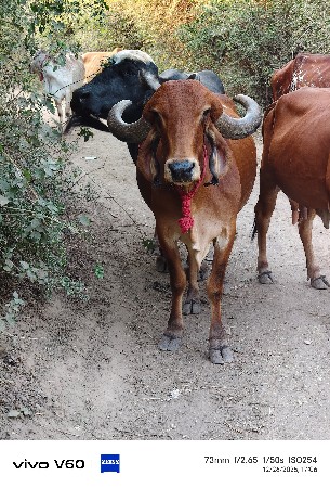 थंबनेल 3