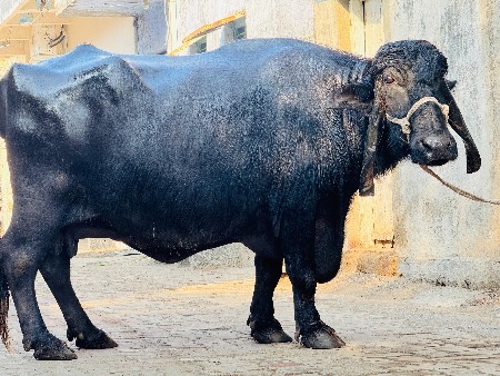 થંબનેલ 4