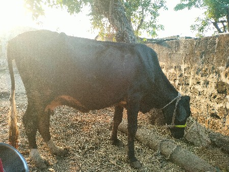 थंबनेल 3