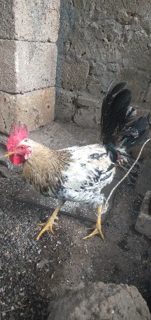 કબૂતરને મુર્ગો વેચવાનું છે