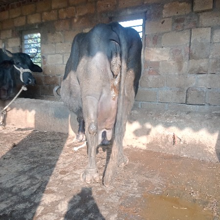 થંબનેલ 1