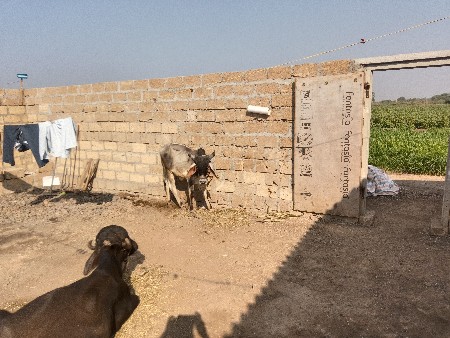 કાંકરેજ વાંસળી વેચવાની છે