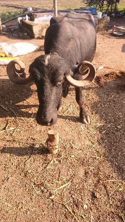 थंबनेल 2