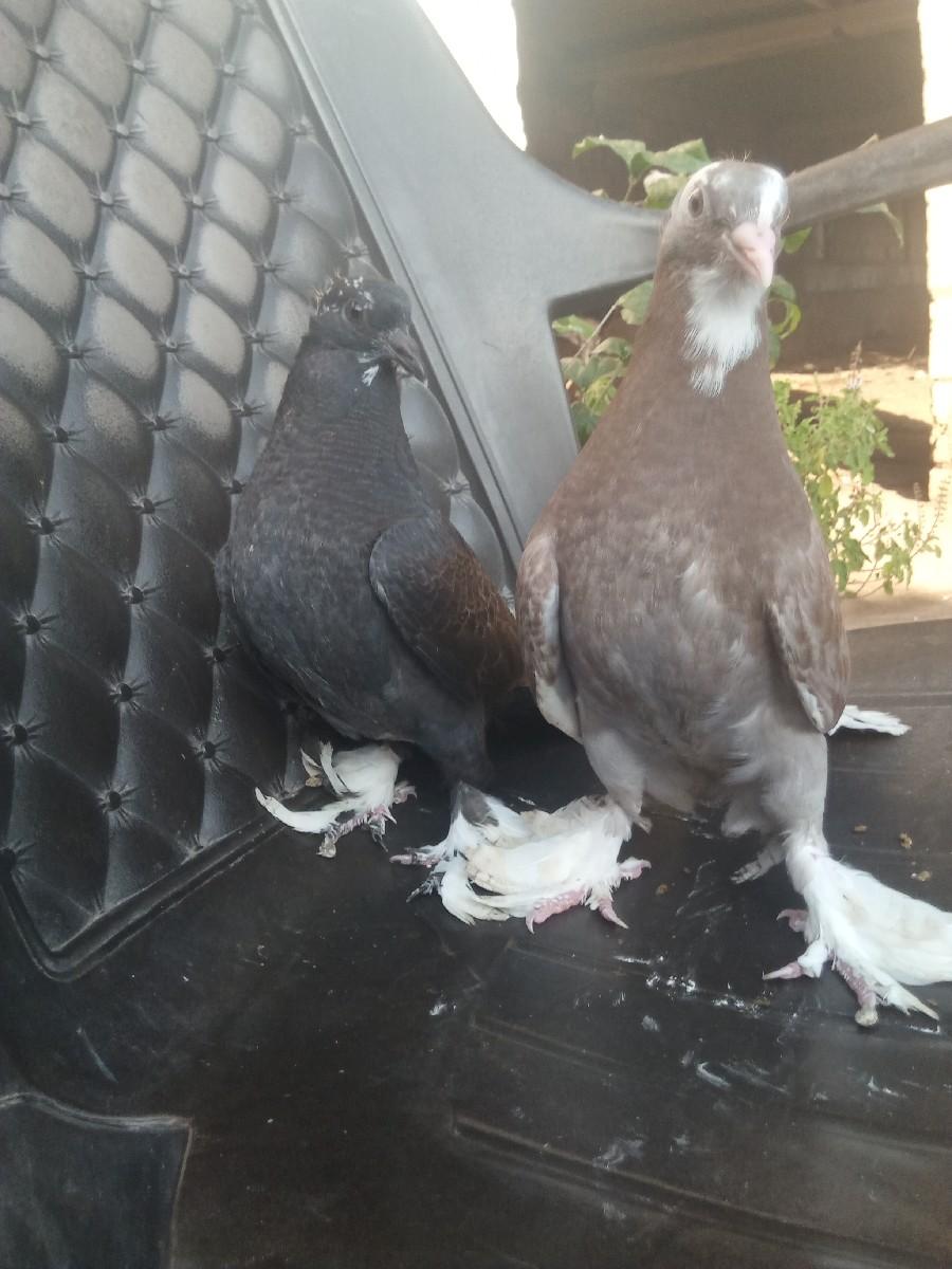 થંબનેલ 2