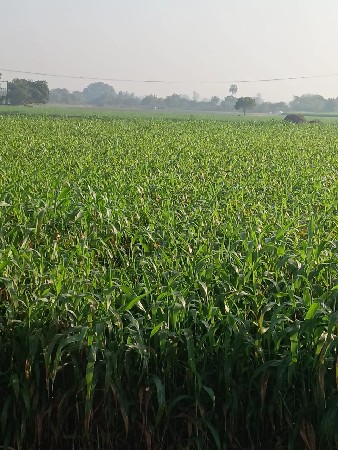 જુવાર વેચવાની છે