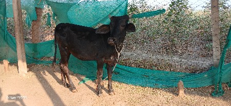 થંબનેલ 2