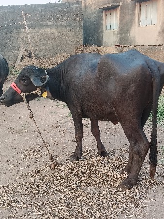 અખંડ ખડેલી વેચવાની છે