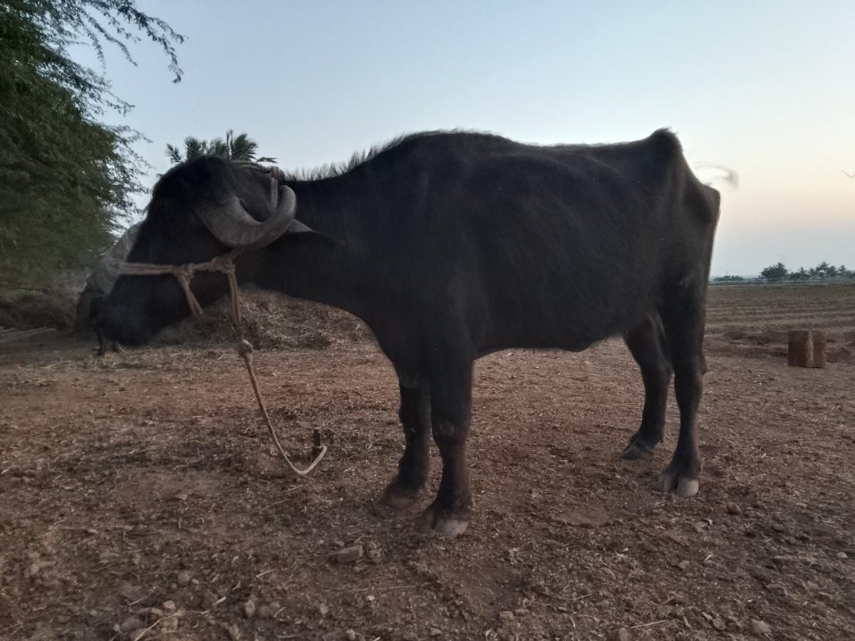 थंबनेल 3